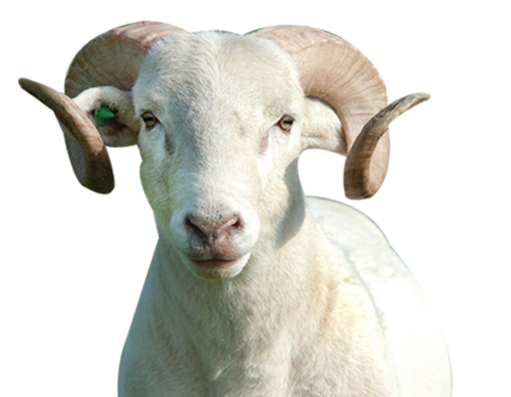 Kurbanlık Koç - YUNUSBABA'nın ÇİFTLİĞİ